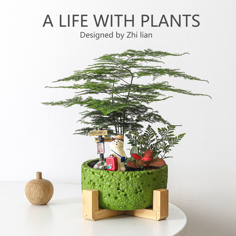 文竹盆栽办公室好养创意绿植物