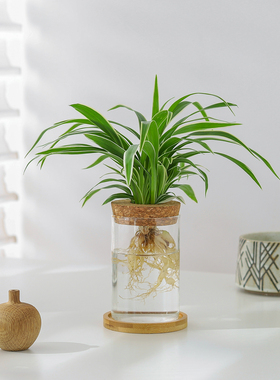 金边吊兰盆栽水培绿植办公室内桌面花卉观叶植物客厅好养净化空气