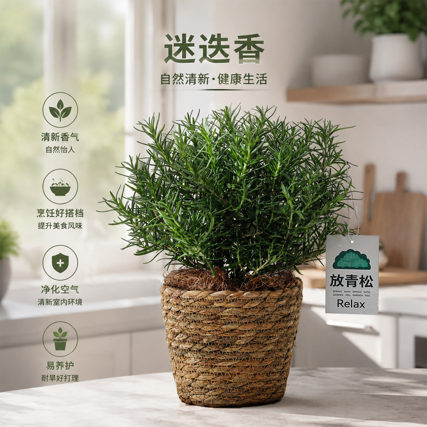 迷迭香盆栽可食用煎牛排香草猫薄荷苗室内阳台驱蚊花卉绿植物紫苏