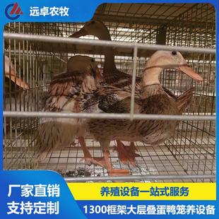 H型大层叠蛋鸭笼养鸭设备 江西赣州四层H型框架式自动化蛋鸭养殖