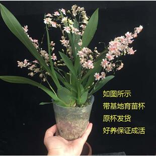 小香兰兰花带花苞四季香兰盆景文香兰夜香兰跳舞兰鲜花盆栽文心兰