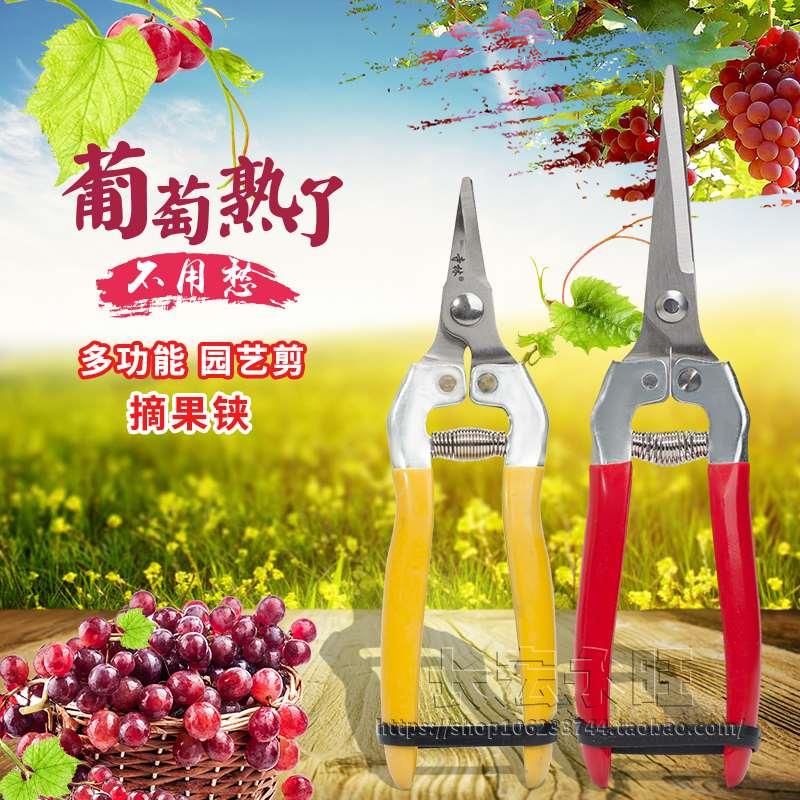 25把包邮不锈钢葡萄剪桔子番茄剪摘果剪蔬果剪花椒直翘头剪打齿剪