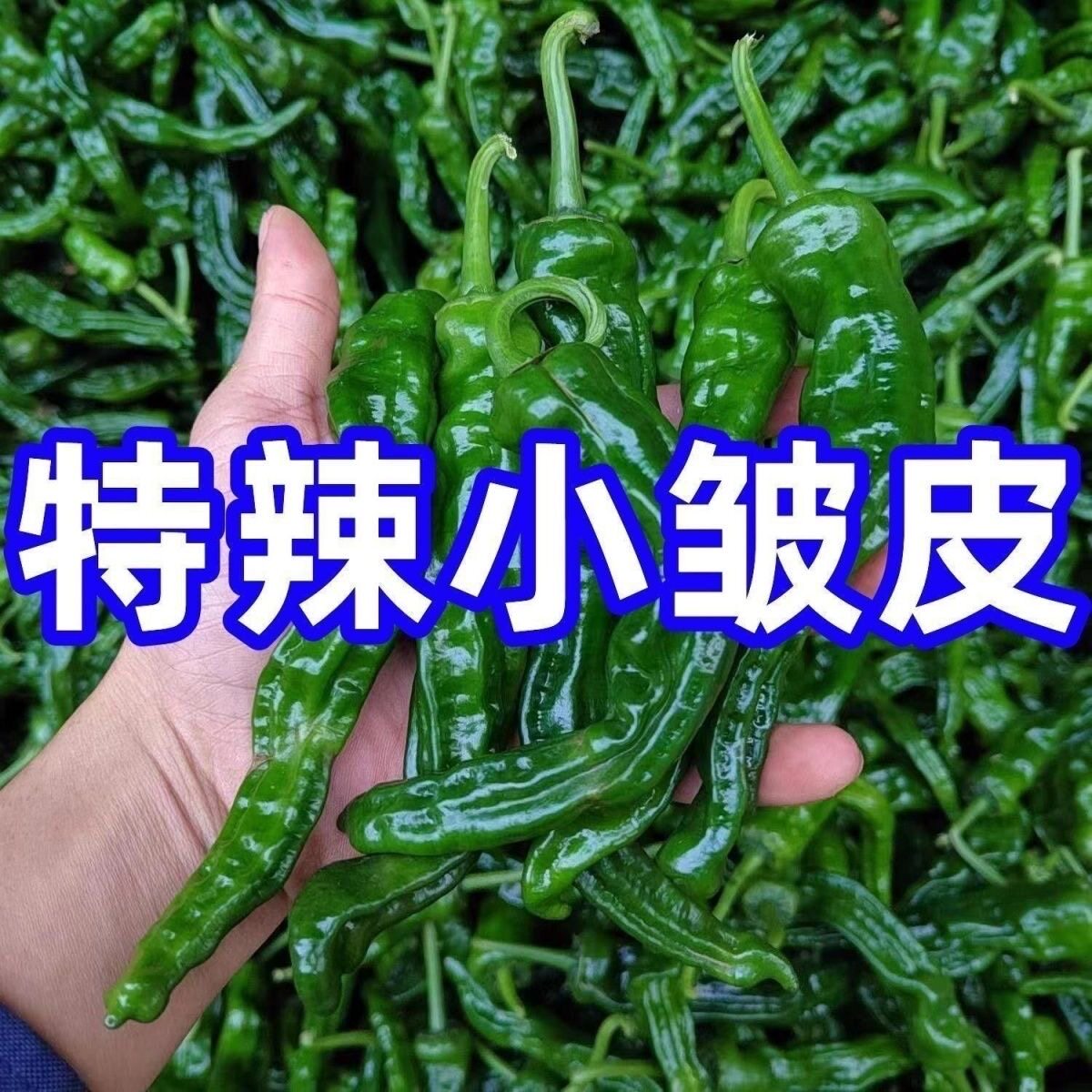 山东临沂本地小皱皮辣椒新鲜现摘农家自种大小都有