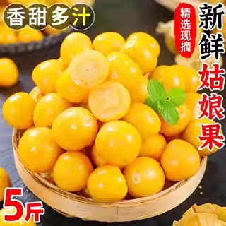 东北菇娘果整箱包邮力荐