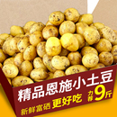 新鲜现挖恩施小土豆整箱 富硒土豆农家蔬菜黄心马铃薯蔬菜洋芋 包邮