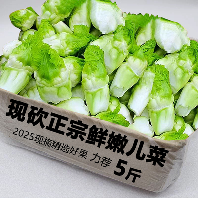 新鲜儿菜娃娃菜整箱包邮力荐