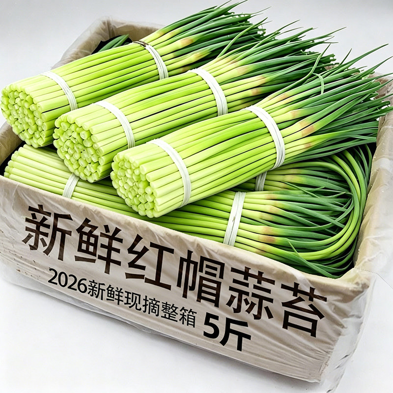 2026新鲜蒜苔现货脆嫩细当季农家新鲜短蒜苔红帽嫩蒜苔新鲜蔬菜