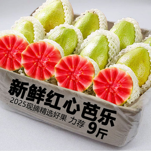 红心芭乐番石榴9斤树上熟水果新鲜广东当季 软糯甜香红色巴乐整箱