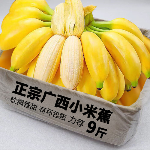 广西小米蕉当季新鲜软糯香甜