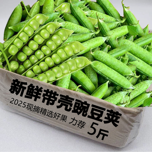 现摘新鲜豌豆带壳青豆角粒云南应当季农家蔬菜甜豆荚整箱包邮