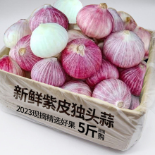 云南紫皮大蒜独头蒜新鲜紫皮大蒜头红珍珠农家干蒜大蒜头蔬菜整箱
