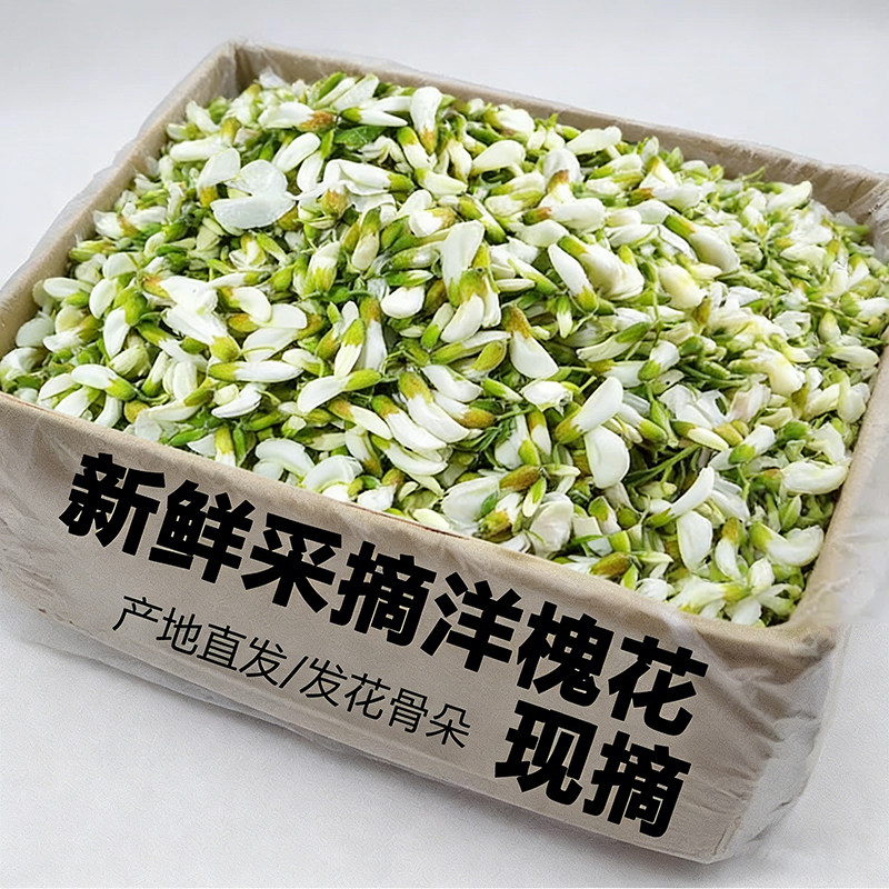 2026现摘洋槐花新鲜花骨朵包邮当季蔬菜野菜刺槐米杨槐花骨朵时令
