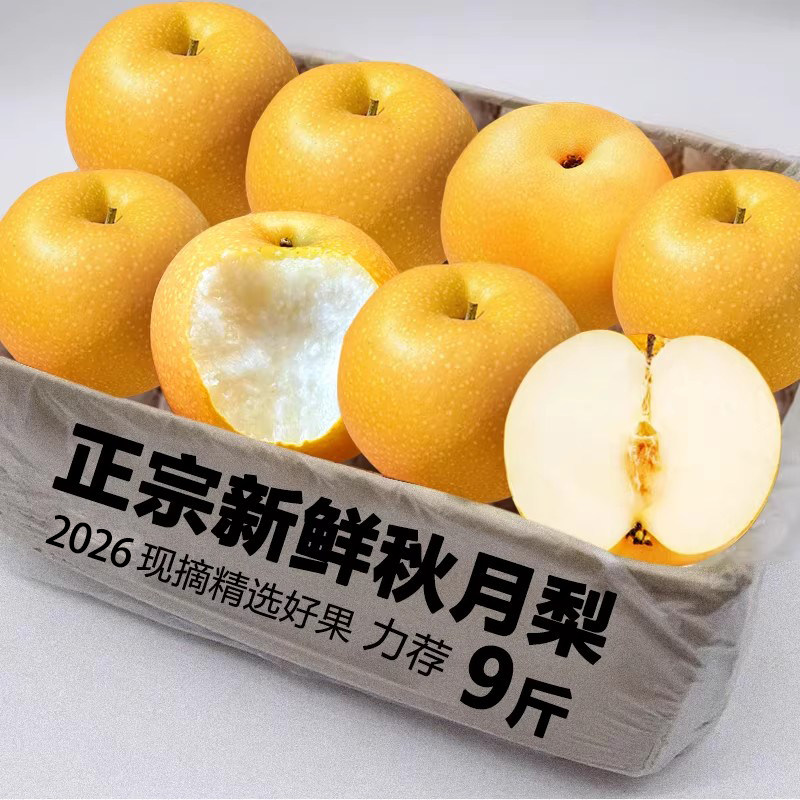 正宗秋月梨新鲜水果5斤山东当季现摘现发整箱包邮礼盒斤梨子