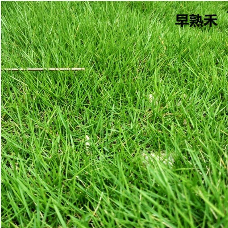 草坪种子混播四季青四季种狗早熟草籽禾牙根黑麦草高羊茅护坡草籽