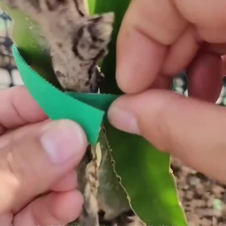 绿植绿色魔术贴扎带绑树捆绑扶正不伤植物打卷植物支撑绑带