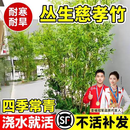 丛生慈孝竹盆栽苗绿植庭院室外景观竹子苗南北方青竹四季常青植物