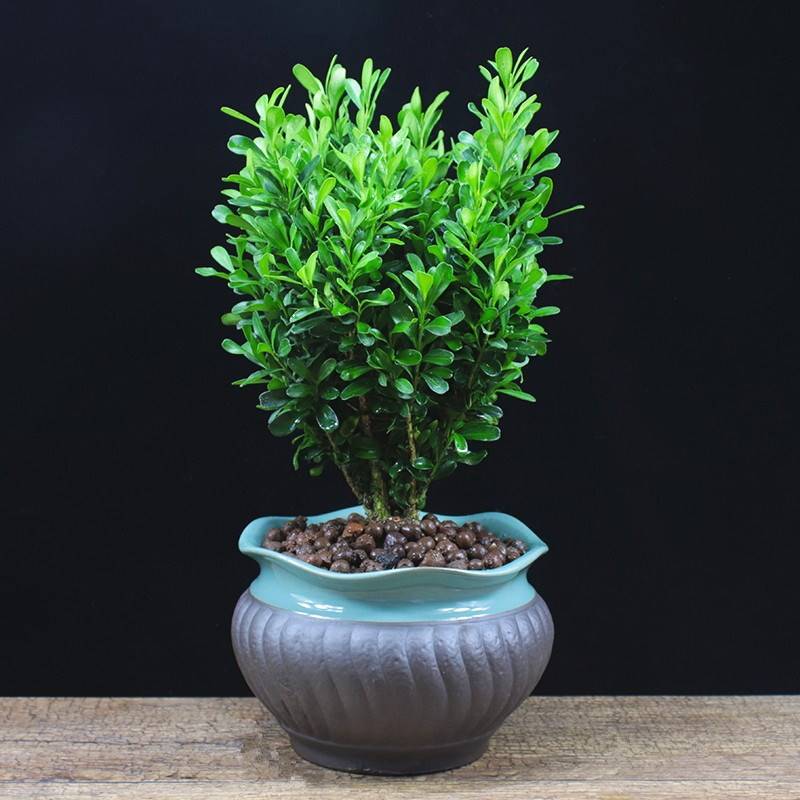 黄杨盆景植物四季常青室内盆栽桌面办公室好养驱蚊绿植净化空气