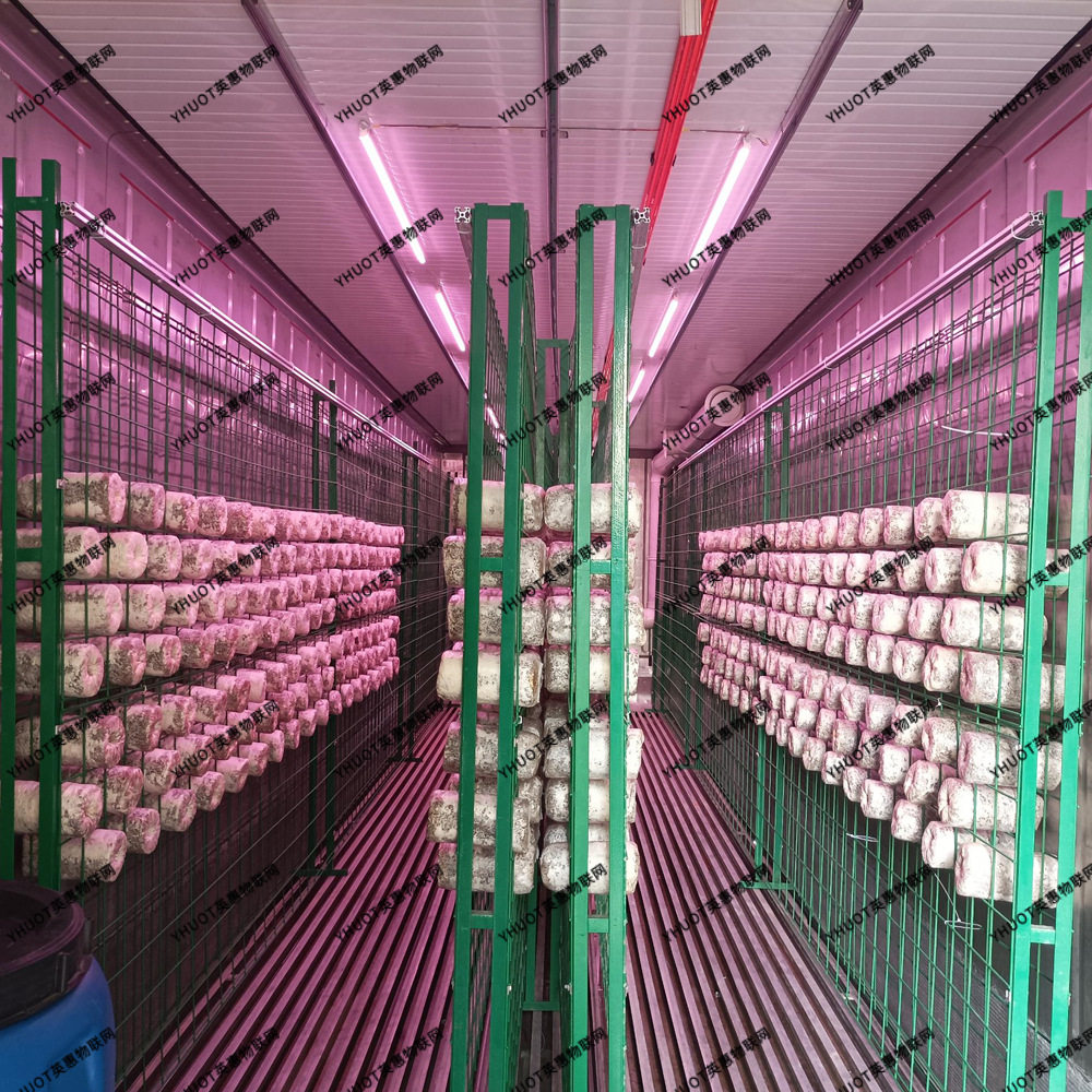 【智能控温 + LED 补光】蘑菇集装箱植物工厂 全自动恒温恒湿栽培