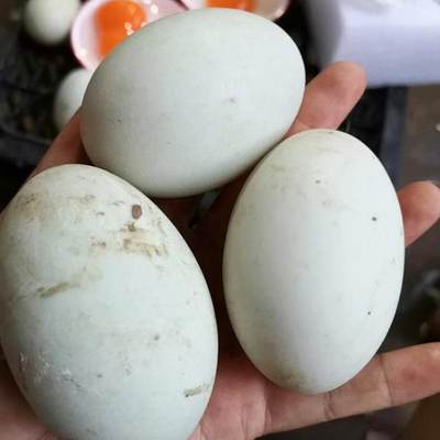 象山海边散养每日新鲜现检海鸭蛋原生态土特产30枚鲜鸭蛋自产自销
