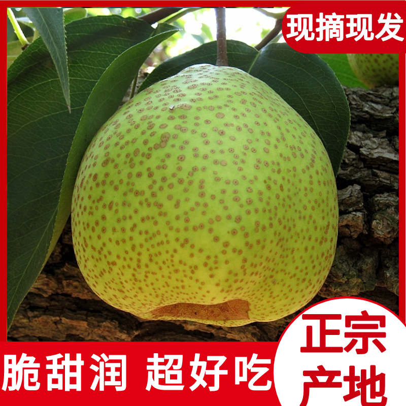 正宗莱阳梨带箱10斤山东烟台茌梨慈梨芦儿港村新鲜梨子礼盒包邮