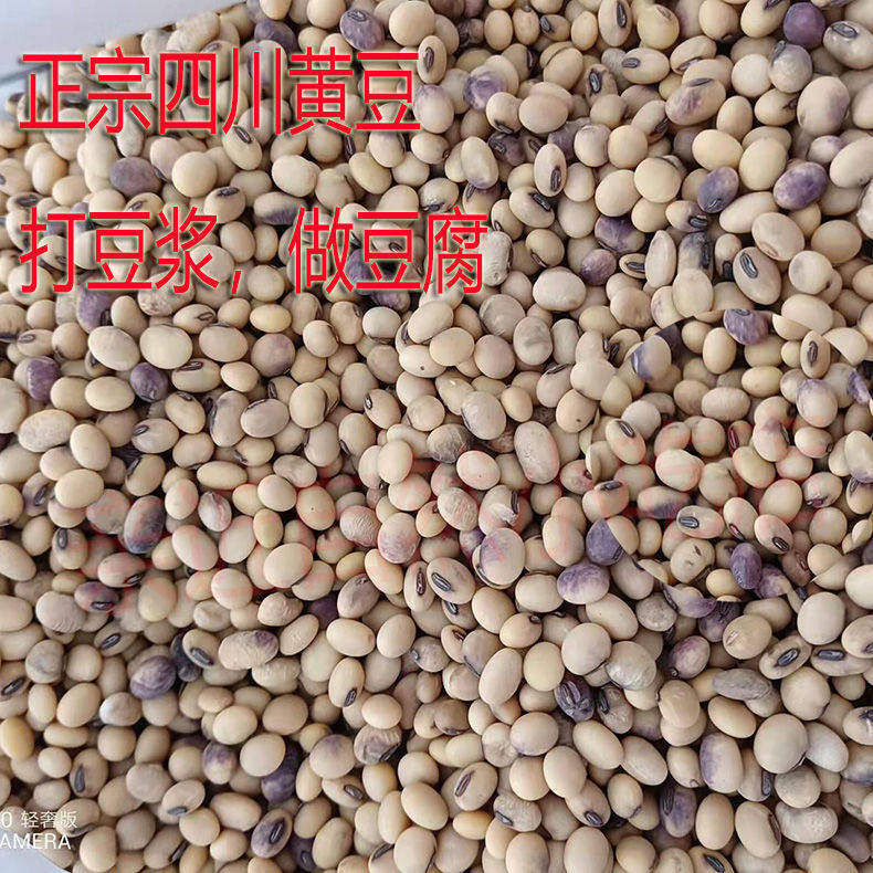 四川农家非转基因土黄豆子发豆芽做豆腐打豆浆可做种本地小黄豆