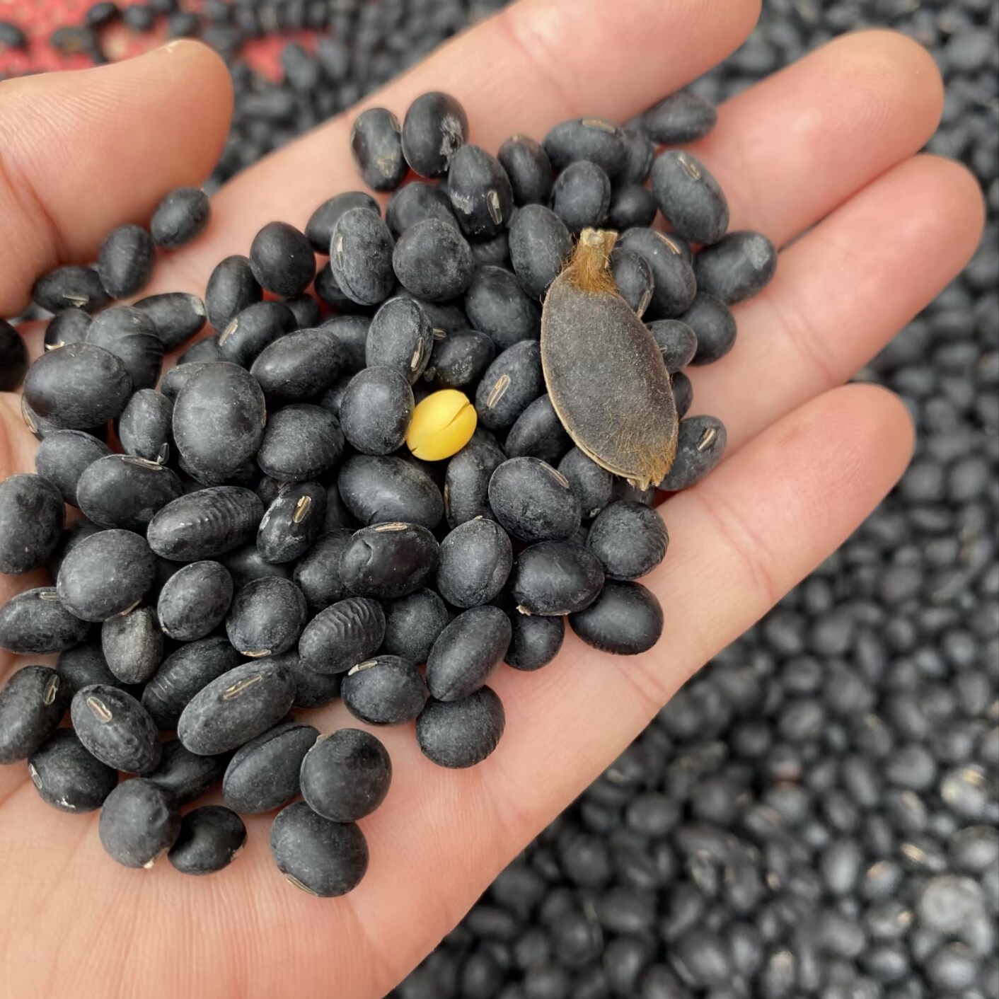 老品种小黑豆农家自种非转基因小粒乌皮黄仁醋泡豆打豆浆黑皮黄豆