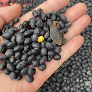 老品种小黑豆农家自种非转基因小粒乌皮黄仁醋泡豆打豆浆黑皮黄豆