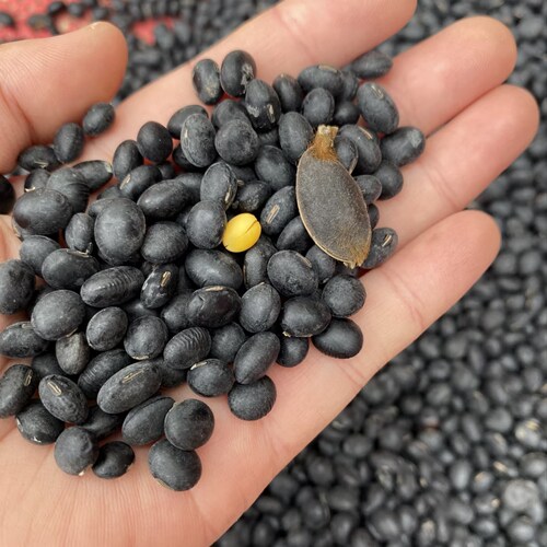 老品种小黑豆农家自种非转基因小粒乌皮黄仁醋泡豆打豆浆黑皮黄豆