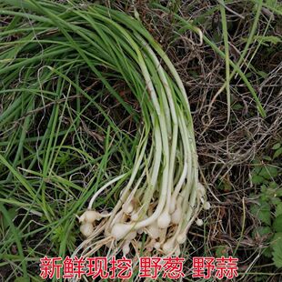 四川野葱现挖新鲜当季野蒜野生小蒜野韭菜薤白胡葱时令野菜小根蒜