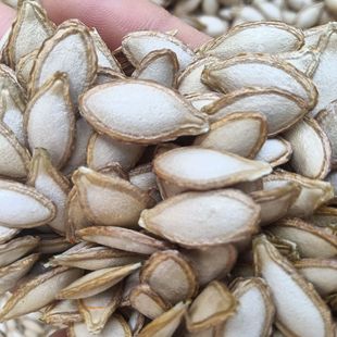 毛边生南瓜子土南瓜籽四川巴中特产农家南瓜子带壳原味新鲜生瓜子