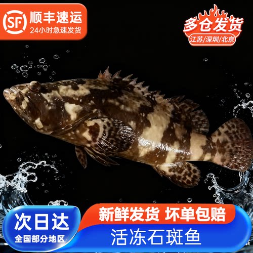 鲜承 海捕石斑鱼鲜活冷冻海鲜新鲜黑斑鱼顺丰鲜冻水产深海鱼类