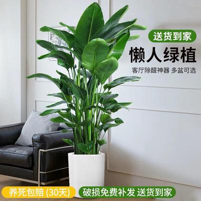 天堂鸟盆栽室内客厅大型绿植办公室大叶植物花卉鹤望兰新房去甲醛