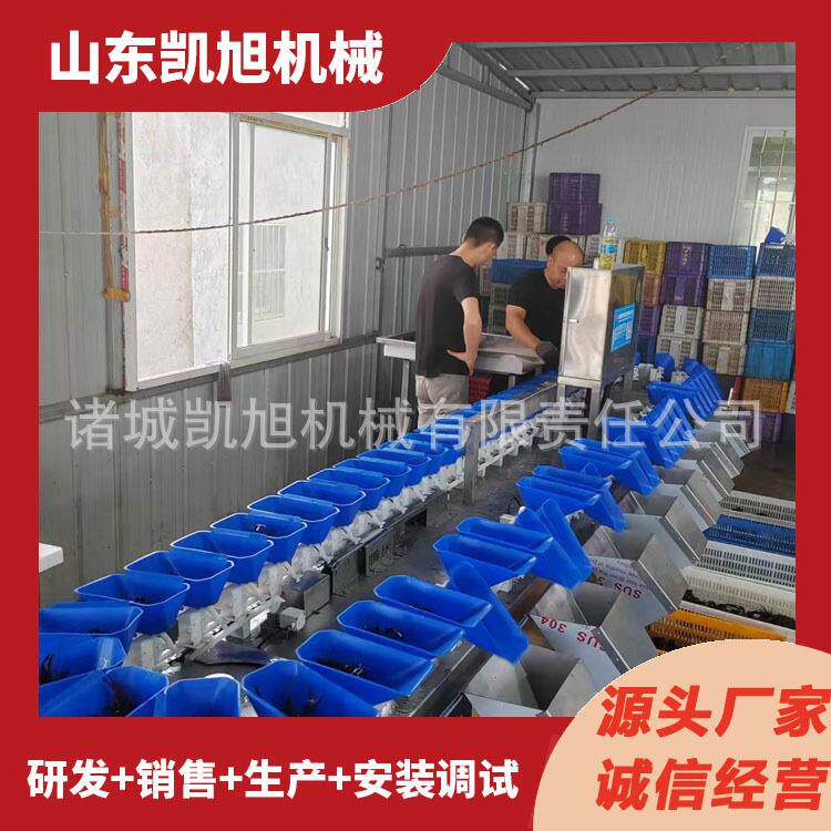 小黄鱼偏口鱼自动称重分级机海鲜重量分选机设备精准分级效率高