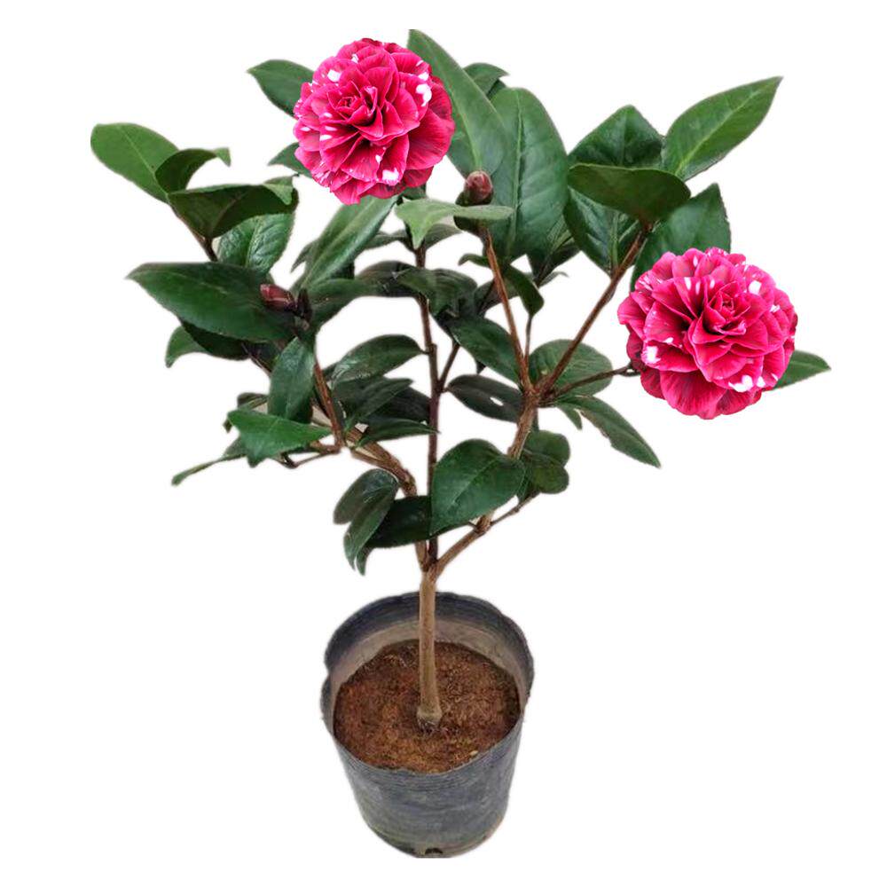 贝拉红叶庭院贝拉茶花贝拉花卉】带花纯色紫色盆栽【花色黑阳台苞