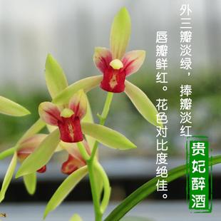 建兰系列贵妃醉酒浓香兰花红素盆栽室内植物苗花卉盆景草带花苞