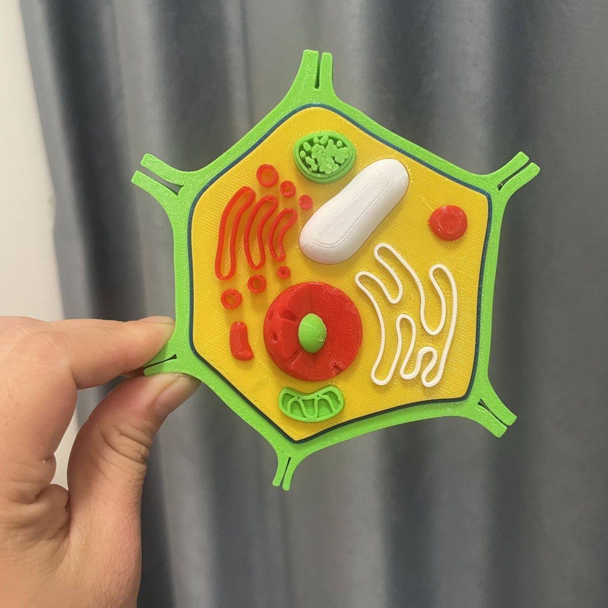 初高中生物实验教具3D打印细胞模型高清动物植物细胞结构学习模型