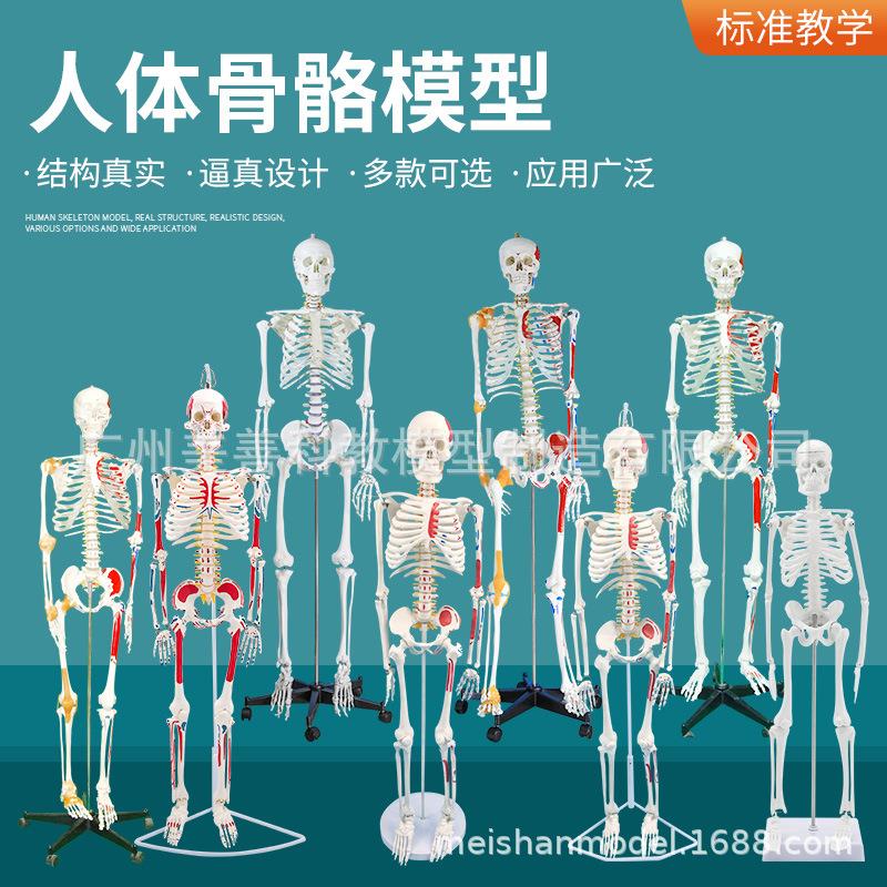 人体骨骼模型 全身骨架成人小骷髅教学脊柱模型仿真小白骷髅标本