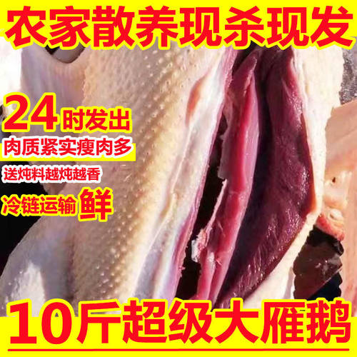红嘴雁鹅整只10斤非大鹅新鲜鹅肉大白鹅超大散养非大鹅老鹅瘦肉