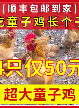 顺丰包邮新鲜现杀散养未开叫小公鸡童子鸡黄油土鸡整只母鸡走地鸡