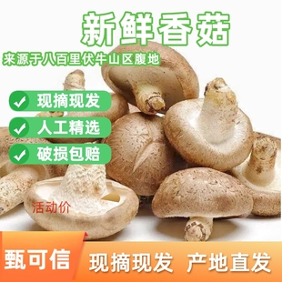 [精品专区]西峡新鲜食用香菇 农家当季现采人工精选菇厚圆润水少