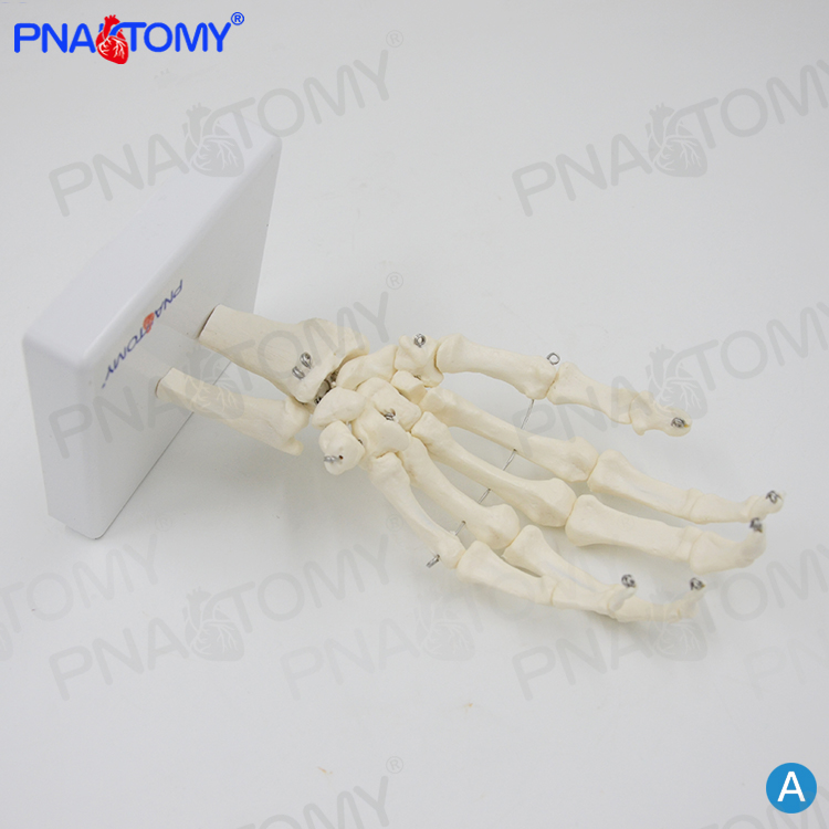 人体手关节模型手骨尺骨桡骨手A骨骼手心手掌部骨骼结构手指头活