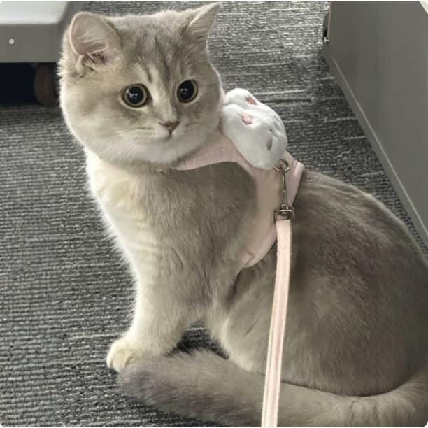 猫咪牵引绳可爱兔子胸背防挣脱工字型遛猫绳狗狗放走丢背心式猫链