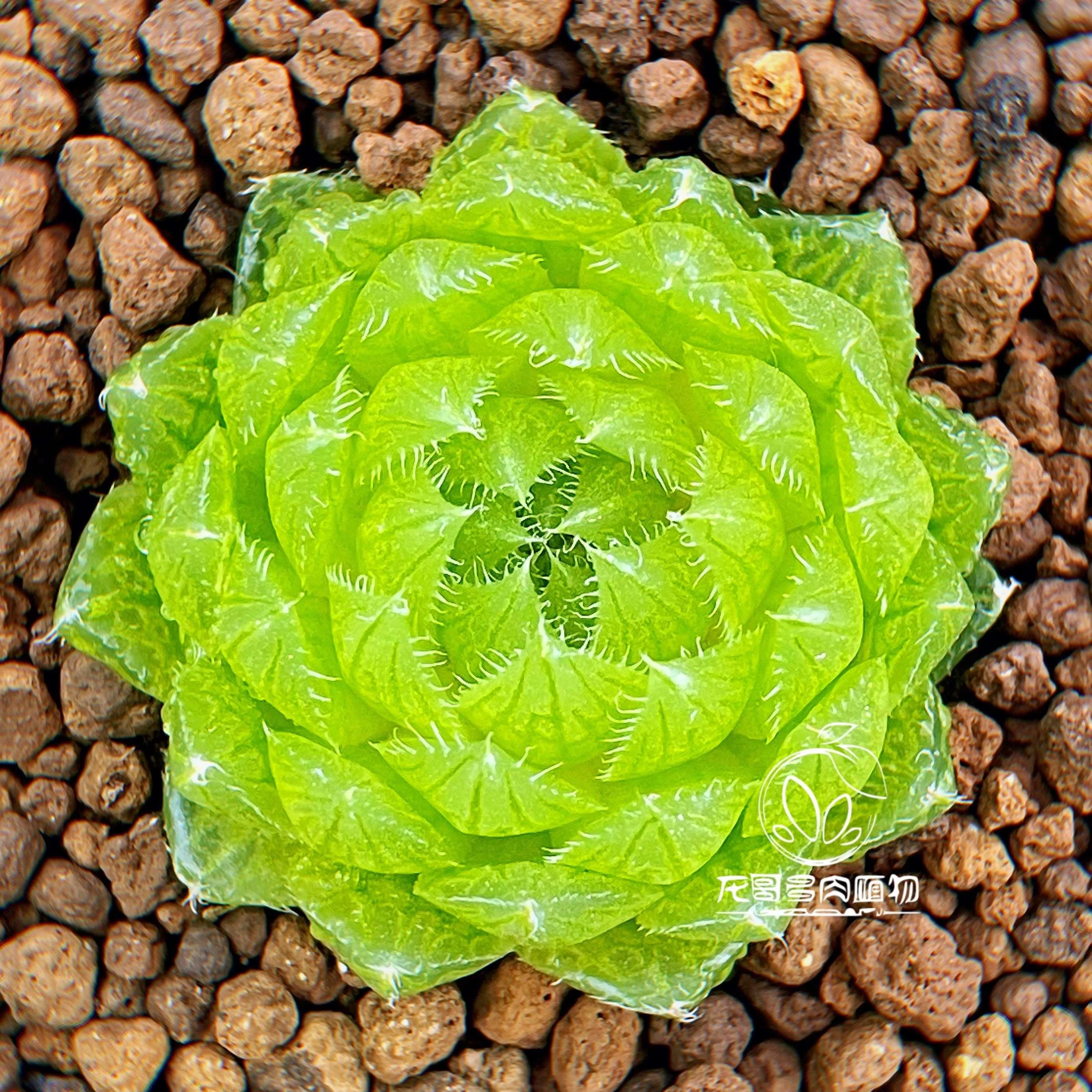 樱水晶玉露 瓦苇十二卷 龙哥多肉绿植植物盆栽 一物一拍 带盆新品