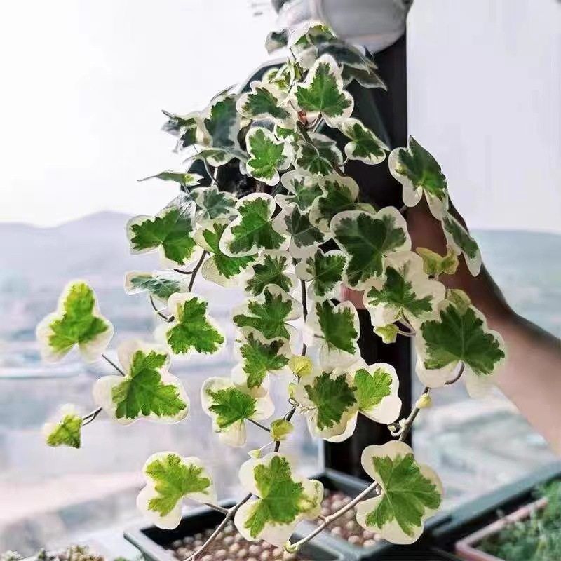 2026新款日系常春藤垂挂盆栽无土室内观叶植物阳台绿植易养雪莹