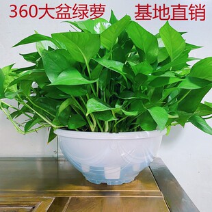 大盆绿萝长藤垂吊盆栽室内新房家用客厅吸甲酫净化空气大叶水培
