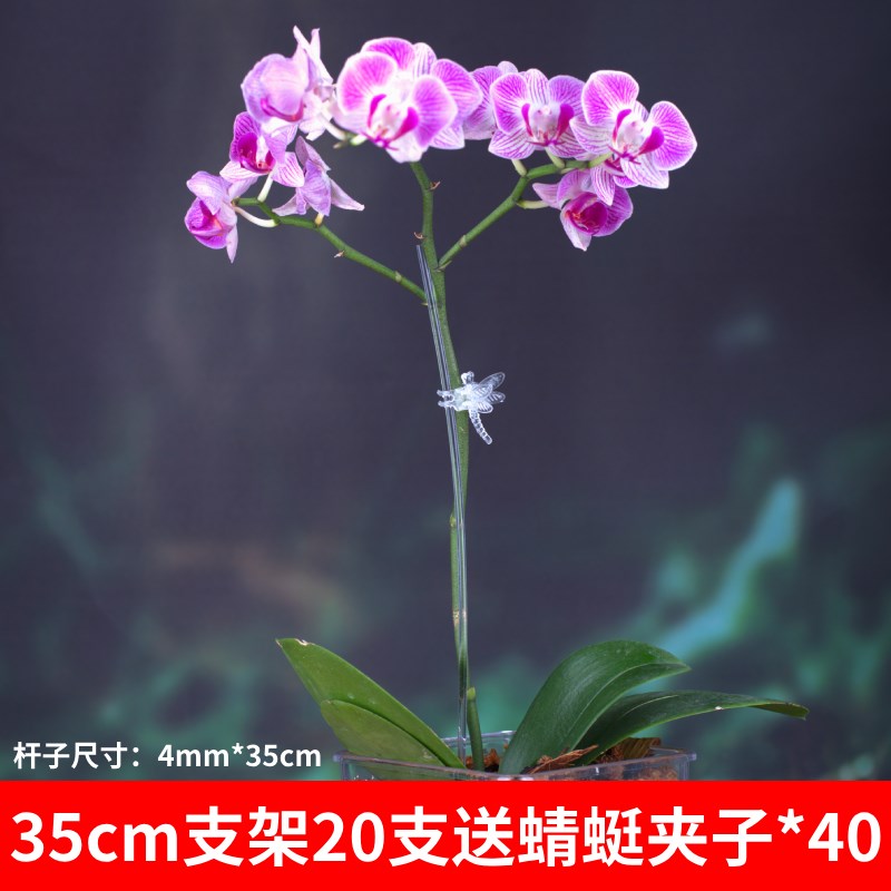 蝴蝶兰支架夹子透明固定爬藤类造型防倒伏园艺花卉植物支撑杆