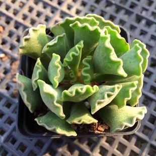 恩宠多肉植物 恩宠格瑞斯多肉 冰魄贵货系列糖心多肉高档植物盆栽