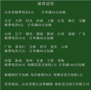 多年生宿根牵牛花苗  1棵苗开上千朵蓝色和紫色花 【鲁虹花卉】