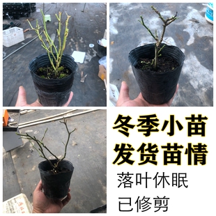 【斯基园艺】瑞典女王月季英国奥斯汀经典灌木盆栽扦插玫瑰小大苗