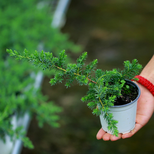 针叶树 10cm盆小柏树哥伦奈尔田园风光蓝湖柏jiojio常绿 有枫园艺